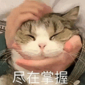 萌宠 猫咪 尽在掌握 呆萌 可爱