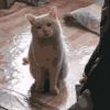 萌宠 猫咪 放大 呆萌 可爱