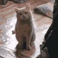 萌宠 猫咪 放大 呆萌 可爱