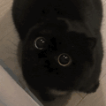 萌宠 猫咪 盯 呆萌 可爱