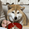 萌宠 狗狗 吃 呆萌 可爱
