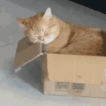 萌宠 猫咪 睡觉 呆萌 可爱