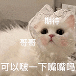 萌寵 貓咪 可以啵一下嘴嘴嗎 呆萌 可愛
