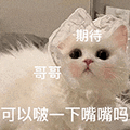 萌宠 猫咪 可以啵一下嘴嘴吗 呆萌 可爱