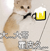 萌宠 猫咪 大哥 霍啤酒 呆萌 可爱