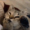 萌宠 猫咪 吃手 呆萌 可爱