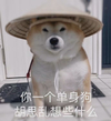 萌宠 汪星人 你一个单身狗胡思乱想些什么 嫌弃 搞怪 呆萌