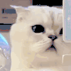萌宠 猫咪 好奇 呆萌 可爱