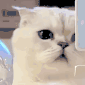 萌宠 猫咪 好奇 呆萌 可爱
