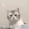 萌宠 猫咪 都在咪什么呢 呆萌 可爱