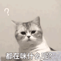萌宠 猫咪 都在咪什么呢 呆萌 可爱