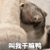 萌宠 猫咪 叫我干嘛鸭 呆萌 可爱