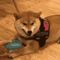 萌宠 狗狗 恶心 呆萌 可爱