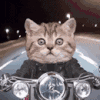猫猫 开摩托 沙雕 搞笑 逗