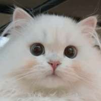 萌宠 猫咪 看着你 呆萌 可爱