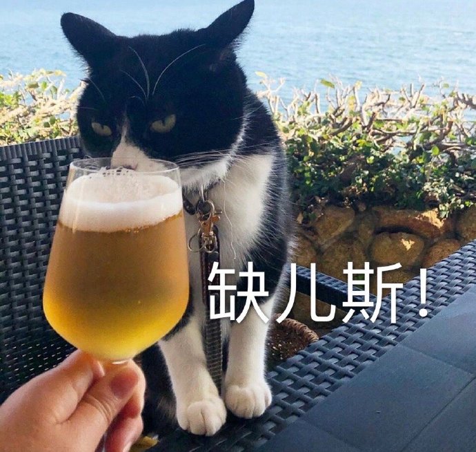 萌宠喵星人干杯啤酒庆祝喝酒gif动图