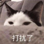 沙雕猫