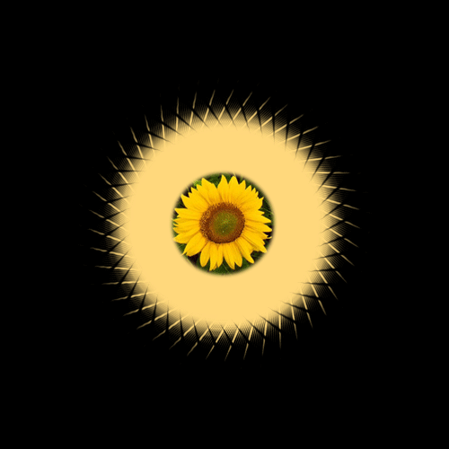 向日葵动图表情包图片