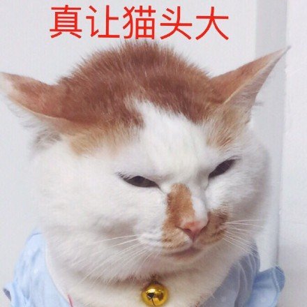 萌宠猫星人真让猫头大烦人呆萌可爱gif动图