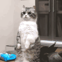 萌宠 猫咪 看 呆萌 可爱