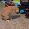 萌宠 猫咪 打滚 呆萌 可爱