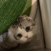 萌宠 猫咪 看 呆萌 可爱