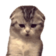 猫meme 沙雕 搞怪 可爱
