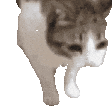 猫咪 可爱 沙雕 搞怪