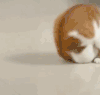 萌宠 猫咪 我来了 呆萌 可爱
