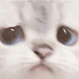 萌宠 猫咪 不开心 呆萌 可爱