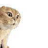 萌宠 猫咪 盯 呆萌 可爱
