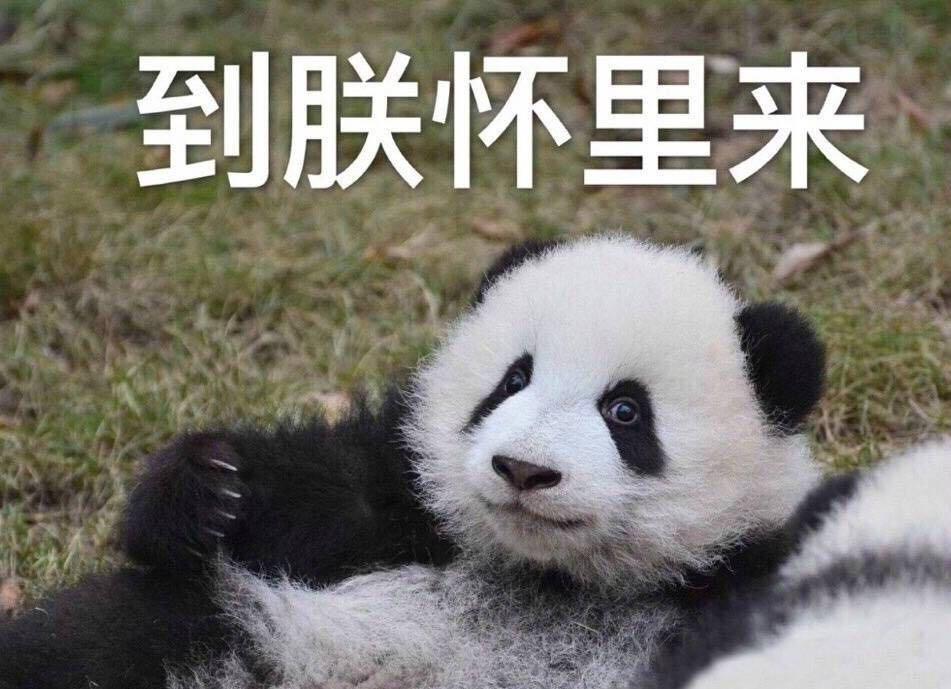 熊猫叫外卖笋到家了歇后语gif动图_动态图_表情包下载_soogif