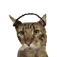 萌宠 猫咪 摇头 呆萌 可爱
