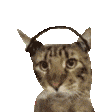 萌宠 猫咪 摇头 呆萌 可爱