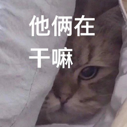 萌宠猫星人你两在干嘛好奇搞怪逗gif动图