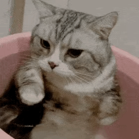 萌宠 猫咪 洗澡 呆萌 可爱