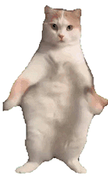 萌宠 猫咪 跳舞 呆萌 可爱