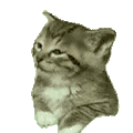 萌宠 猫咪 闭眼 呆萌 可爱