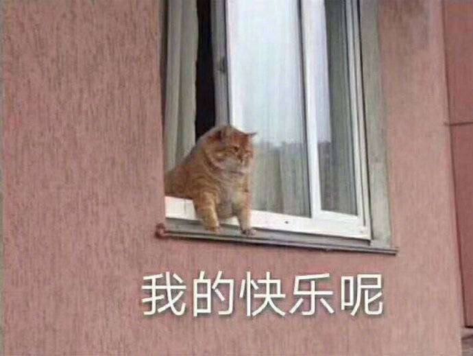 无奈表情包 小猫图片