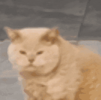 萌宠 猫咪 meme 可爱 搞怪 难绷