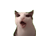 萌宠 猫咪 鬼畜 呆萌 可爱