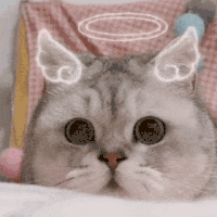 萌宠 猫咪 天使 呆萌 可爱