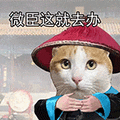 萌宠 猫咪 微臣这就去办 呆萌 可爱