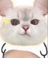 猫咪 可爱 大肚子猫咪 日常