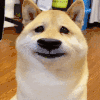 萌宠 狗 不开心 呆萌 可爱