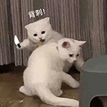 萌宠 猫咪 背刺 呆萌 可爱