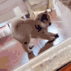 萌宠 狗 无辜 呆萌 可爱