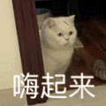 萌宠 猫咪 嗨起来 呆萌 可爱