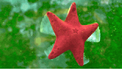星星红色在动绿色gif动图