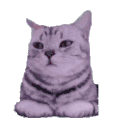 萌宠 猫咪 开心 呆萌 可爱